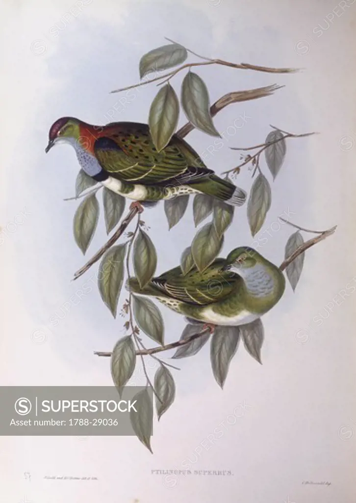 Zoology - Birds - Columbiformes - Superb fruit-dove (Ptilinopus superbus). Engraving by John Gould.