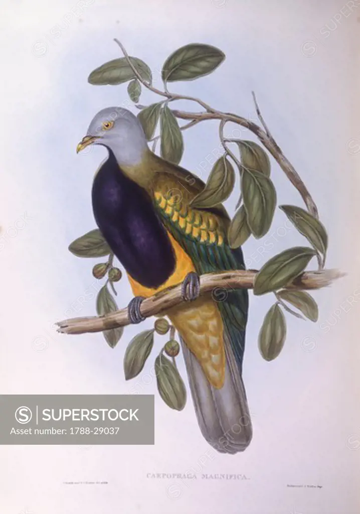 Zoology - Birds - Columbiformes - Wompoo fruit-dove (Ptilinopus magnificus). Engraving by John Gould.
