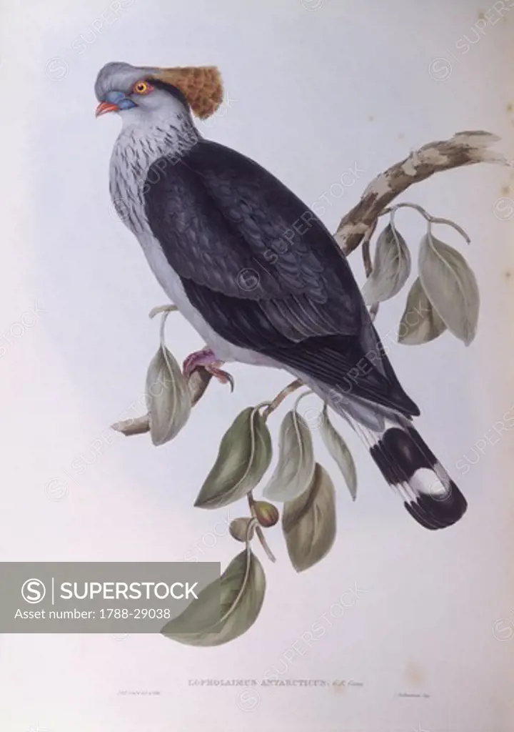 Zoology - Birds - Columbiformes - Topknot pigeon (Lopholaimus antarcticus). Engraving by John Gould.
