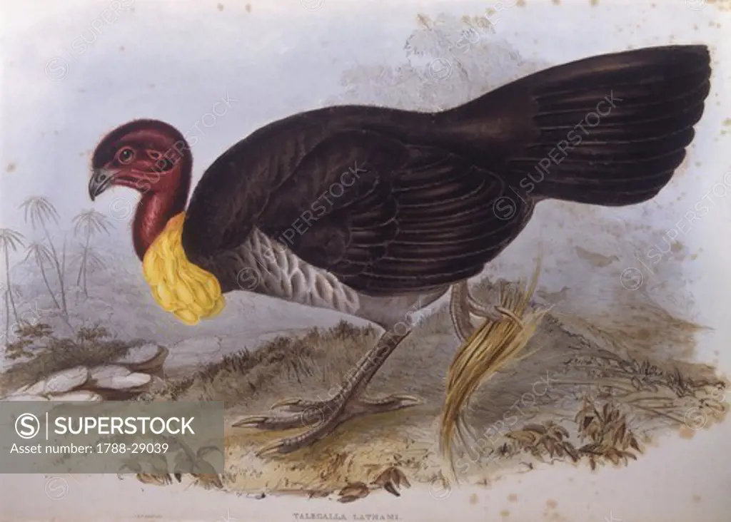 Zoology - Birds - Galliformes - Australian brush-turkey (Alectura lathami). Engraving by John Gould.