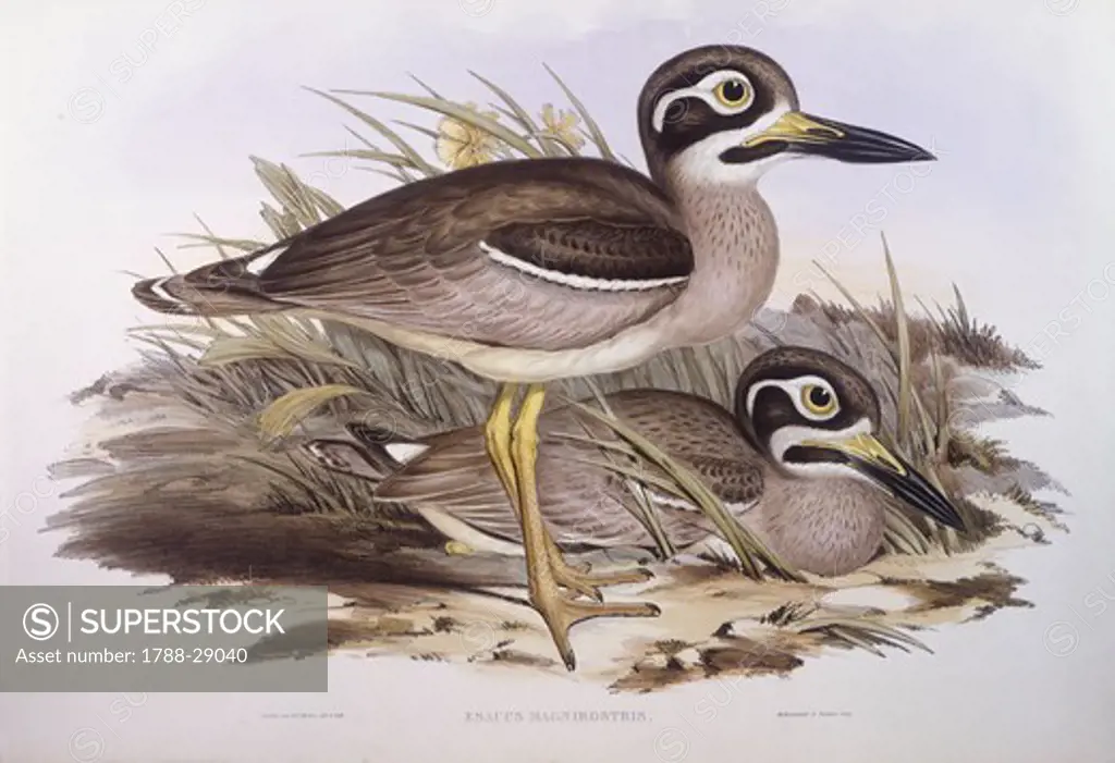 Zoology - Birds - Charadriiformes - Beach thick-knee (Esacus magnirostris or Burhinus giganteus). Engraving by John Gould.