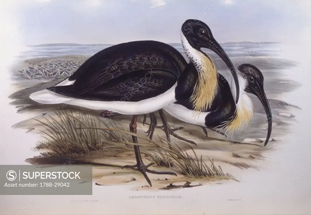 Zoology - Birds - Ciconiiformes - Straw-necked ibis (Threskiornis spinicollis). Engraving by John Gould.