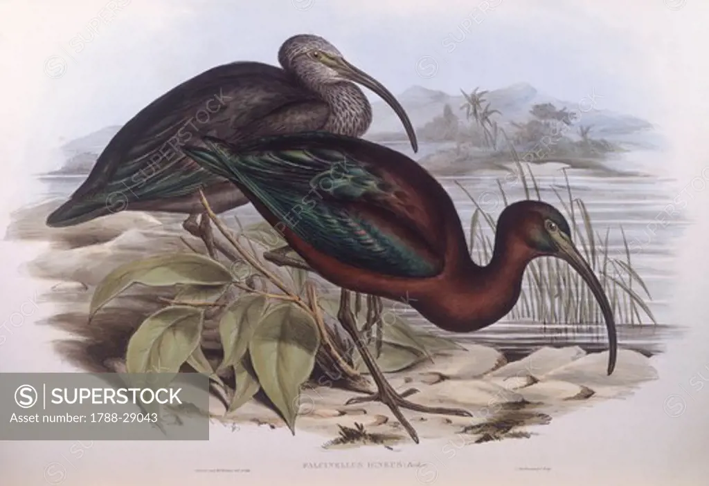 Zoology - Birds - Ciconiiformes - Glossy ibis (Plegadis falcinellus). Engraving by John Gould.