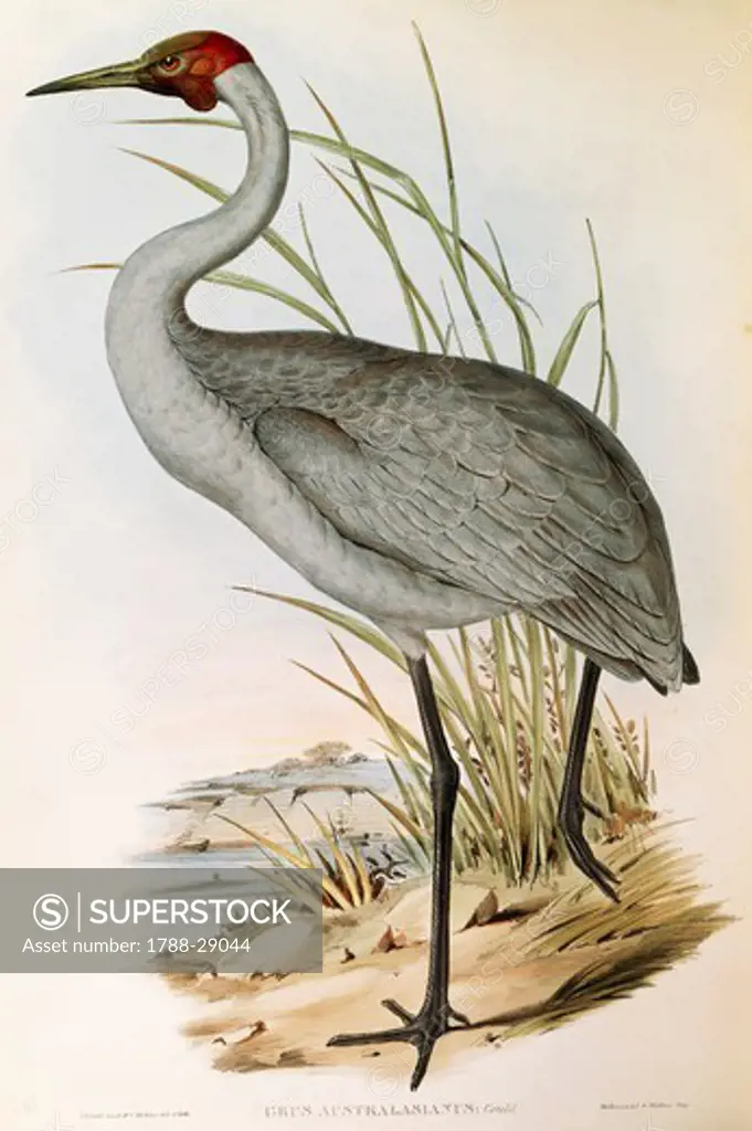 John Gould (1804-1881), The Birds of Australia, 1840-1848 - Brolga (Grus rubicunda), Volume VI, Plate 48, engraving, 1848.