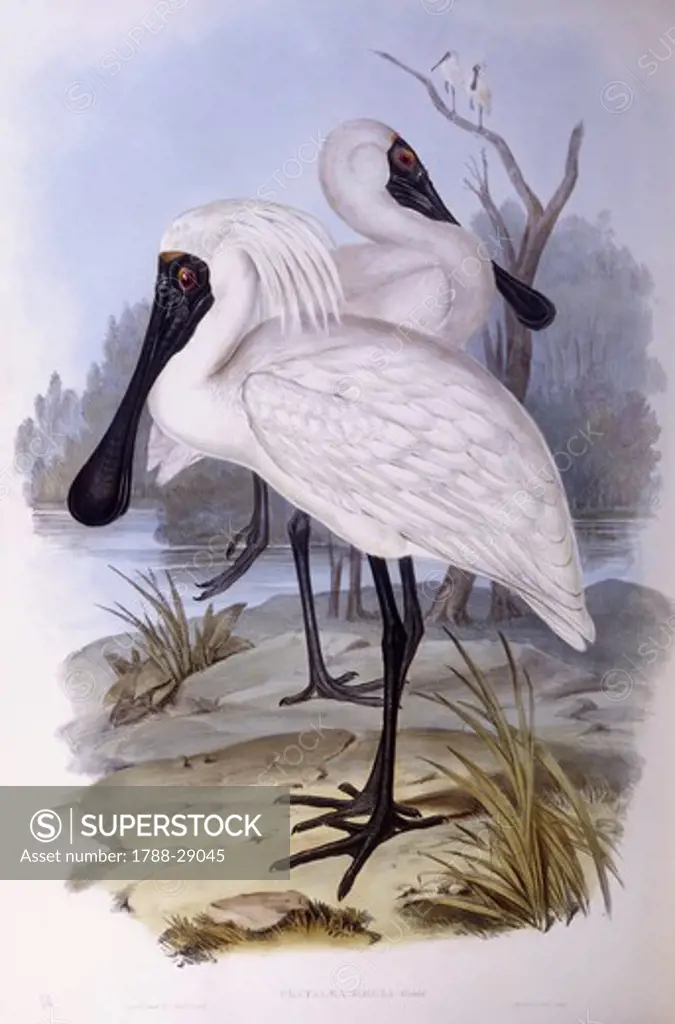 Zoology - Birds - Ciconiiformes - Royal spoonbill (Platalea regia). Engraving by John Gould.