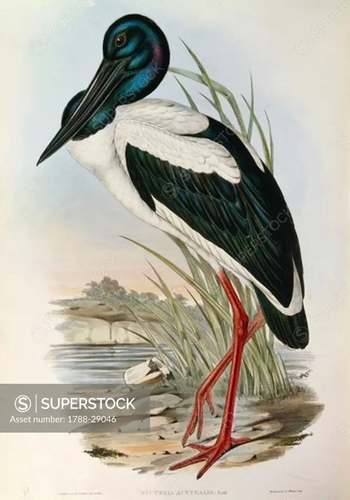 John Gould (1804-1881), The Birds of Australia, 1840-1848 - Black-necked Stork (Ephippiorhynchus asiaticus), Volume VI, Plate 51, engraving, 1848.