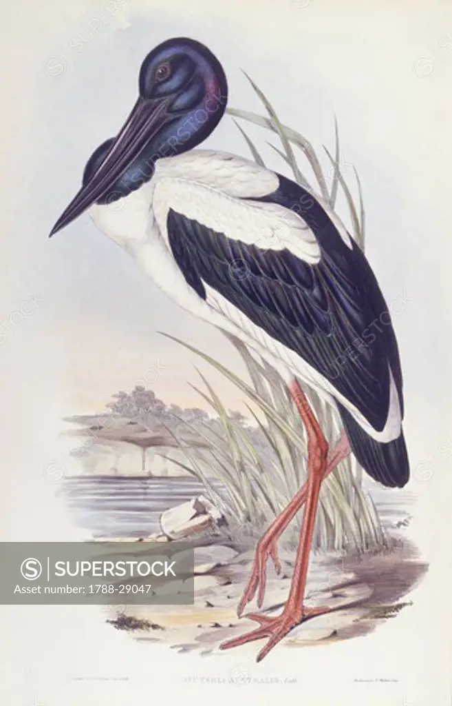 Zoology - Birds - Ciconiiformes - Black-necked stork (Ephippiorhynchus asiaticus). Engraving by John Gould.