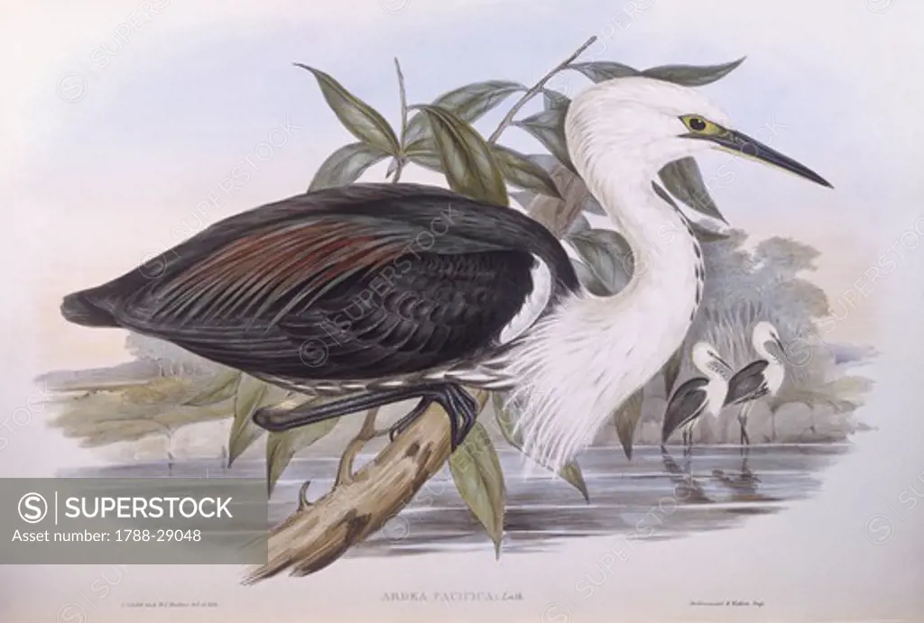 Zoology - Birds - Ciconiiformes - Pacific heron (Ardea pacifica). Engraving by John Gould.