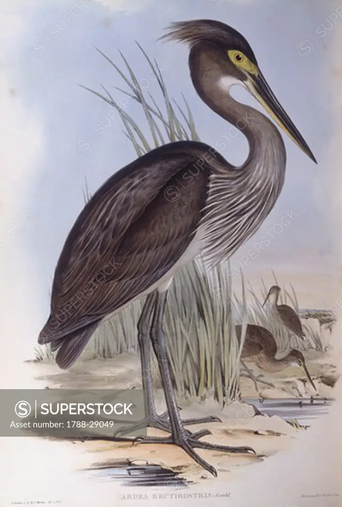 Zoology - Birds - Ciconiiformes - Great-billed heron (Ardea sumatrana). Engraving by John Gould.