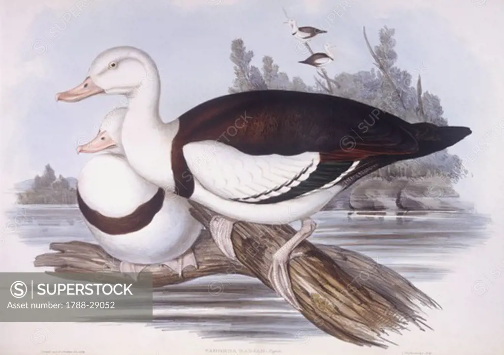 Zoology - Birds - Anseriformes - Radjah shelduck (Tadorna radjah). Engraving by John Gould.