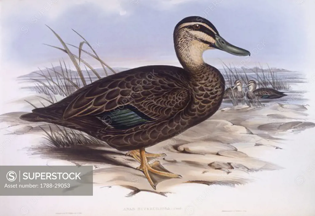 Zoology - Birds - Anseriformes - Pacific black duck (Anas superciliosa). Engraving by John Gould.