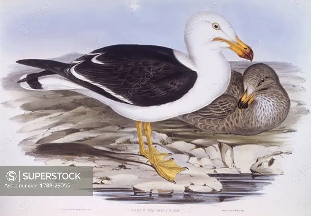 Zoology - Birds - Charadriiformes - Pacific gull (Larus pacificus). Engraving by John Gould.