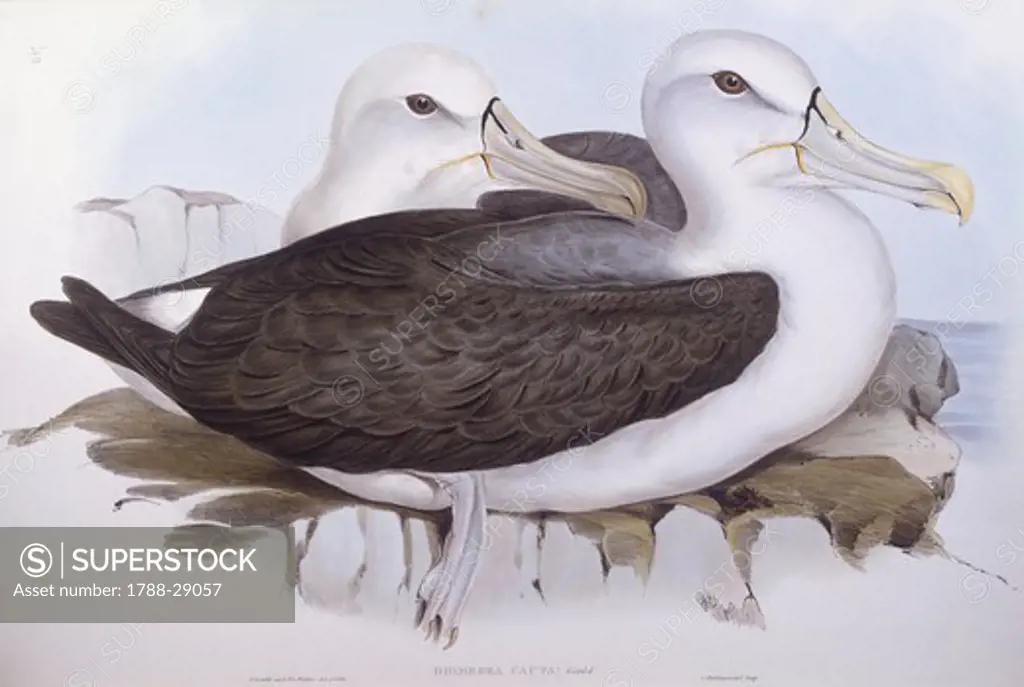 Zoology - Birds - Procellariiformes - Shy albatross (Diomedea o Thalassarche cauta). Engraving by John Gould.