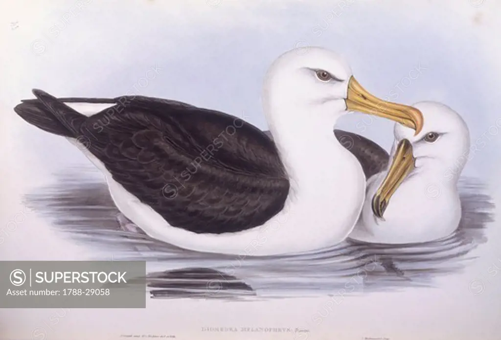 Zoology - Birds - Procellariiformes - Black-browed albatross (Diomedea o Thalassarche melanophrys). Engraving by John Gould.