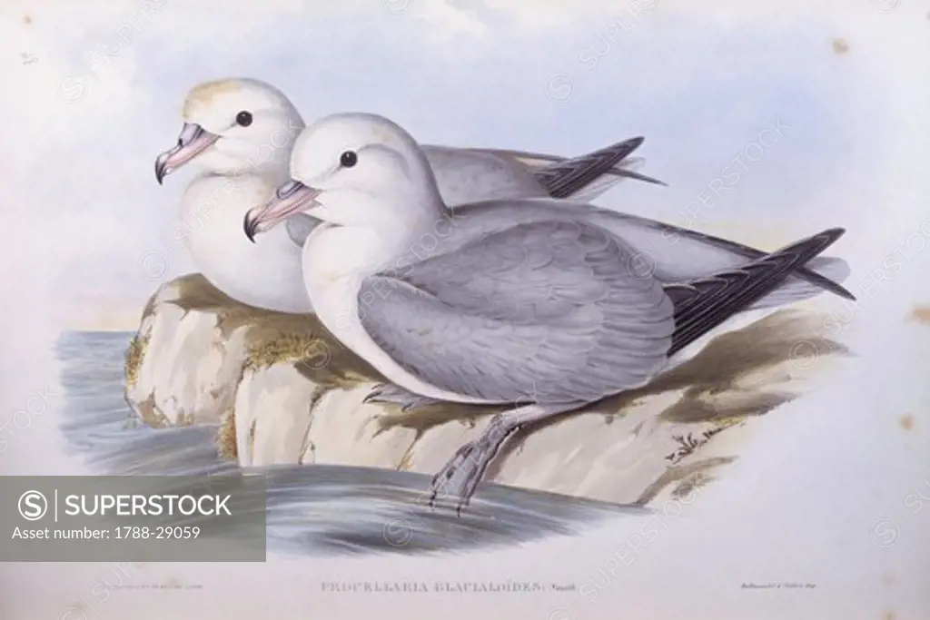 Zoology - Birds - Procellariiformes - Southern fulmar (Fulmarus glacialoides). Engraving by John Gould.