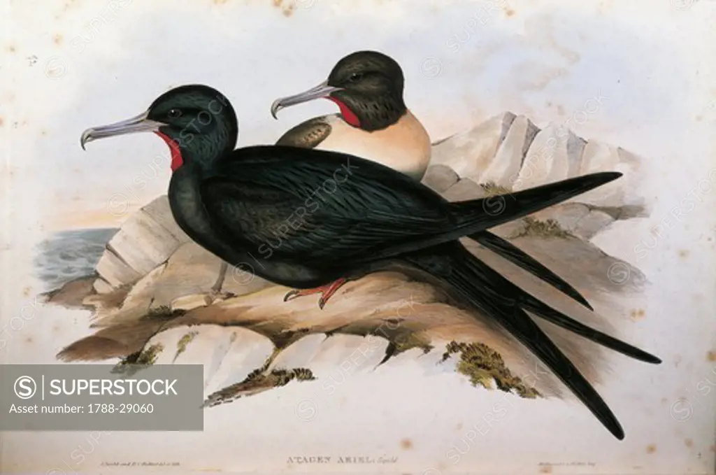 John Gould (1804-1881), The Birds of Australia, 1848 - Lesser Frigatebird (Fregata ariel). Volume VII, plate 72. Engraving.