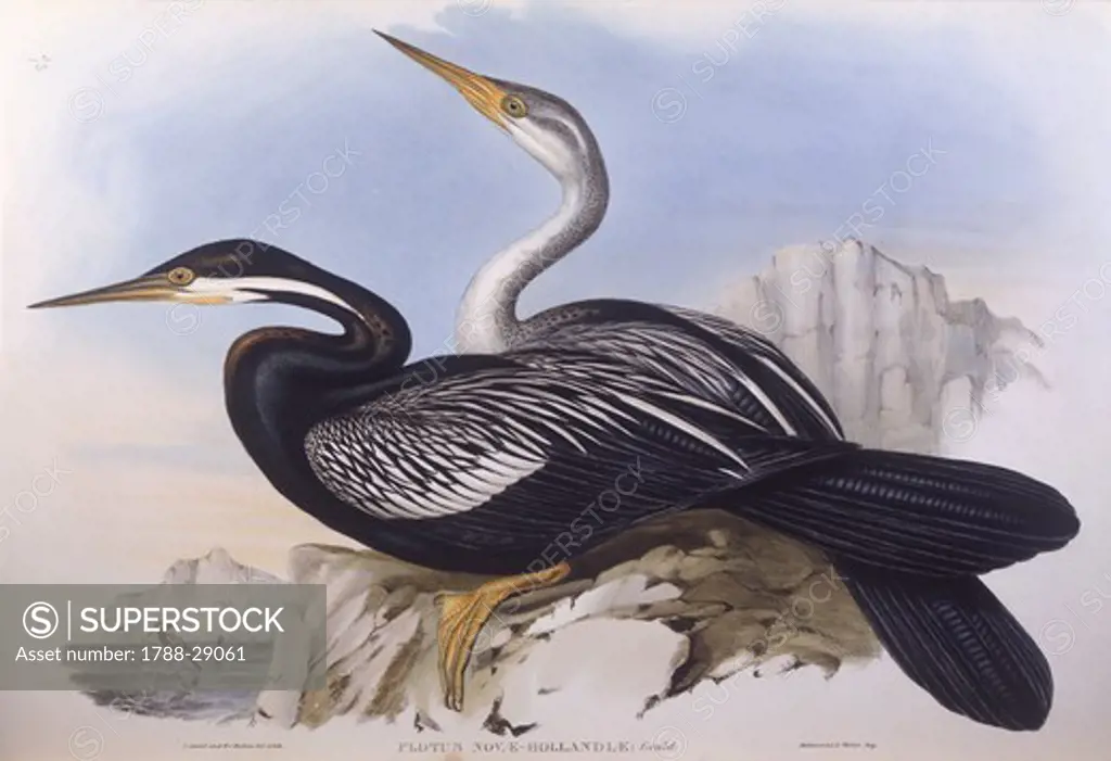 Zoology - Birds - Pelecaniformes - Australian darter (Anhinga novaehollandiae). Engraving by John Gould.