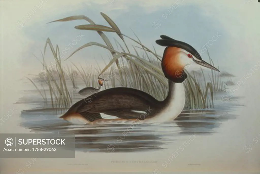 John Gould (1804-1881), The Birds of Australia, 1848 - Southern Crested Grebe (Podiceps cristatus australis). Volume II, plate 80, colored engraving, 1848.