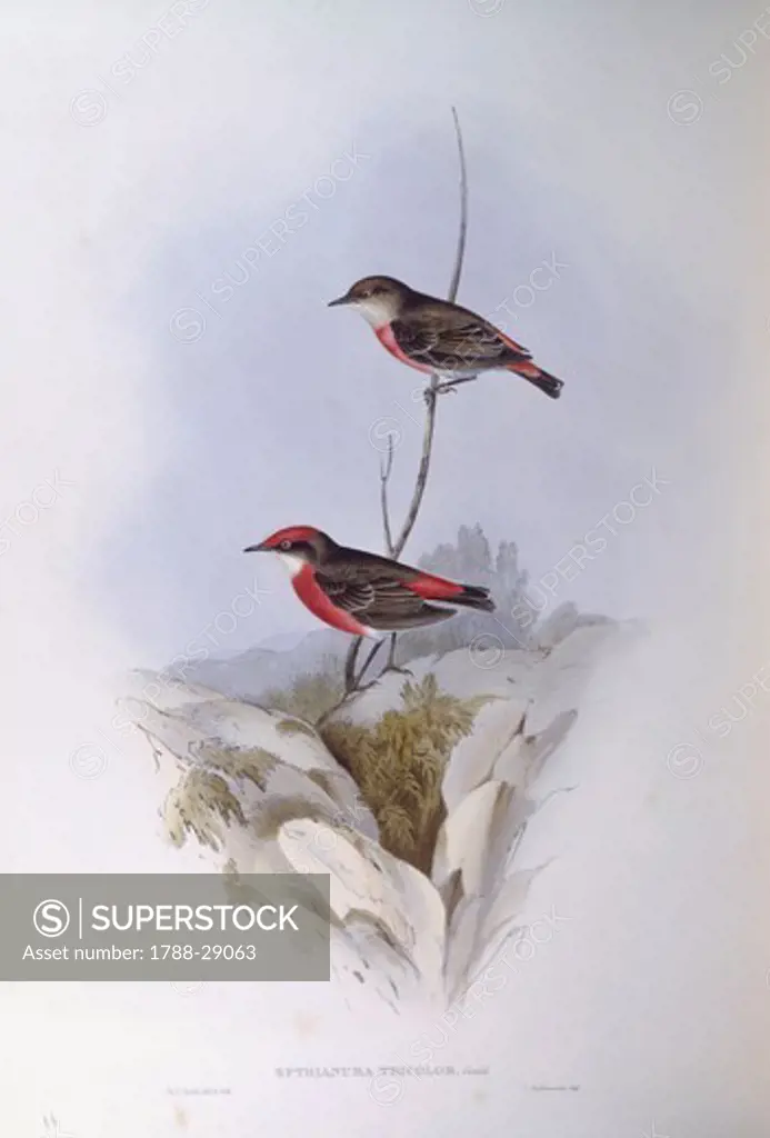 Zoology - Birds - Passeriformes - Crimson chat (Epthianura tricolor). Engraving by John Gould.