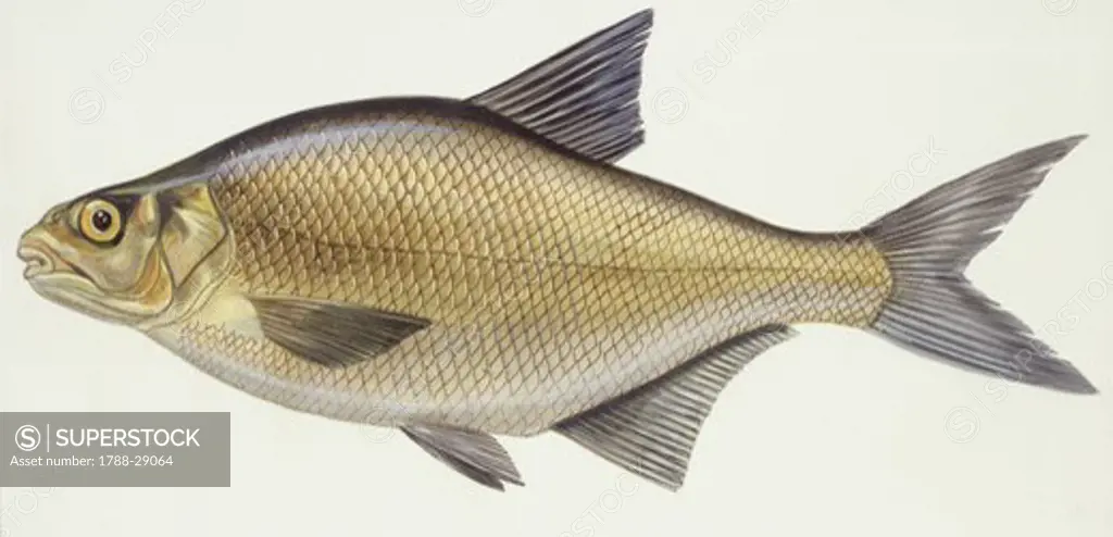 Fishes: School of Carp breams (Abramis brama), illustration  Biology: Zoology