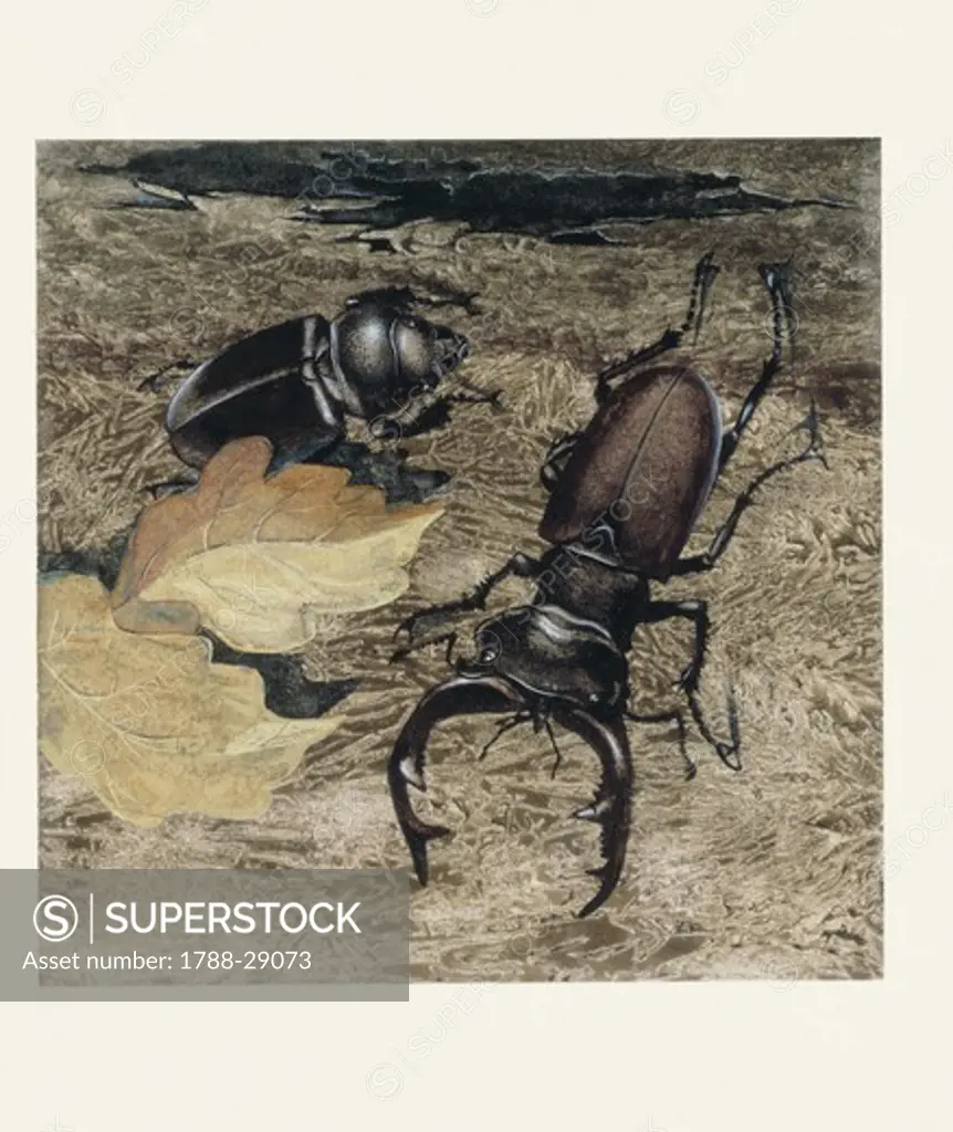 Zoology - Insects - Coleoptera - Stag beetles (Lucanus cervus), sexual dimorphism, illustration.