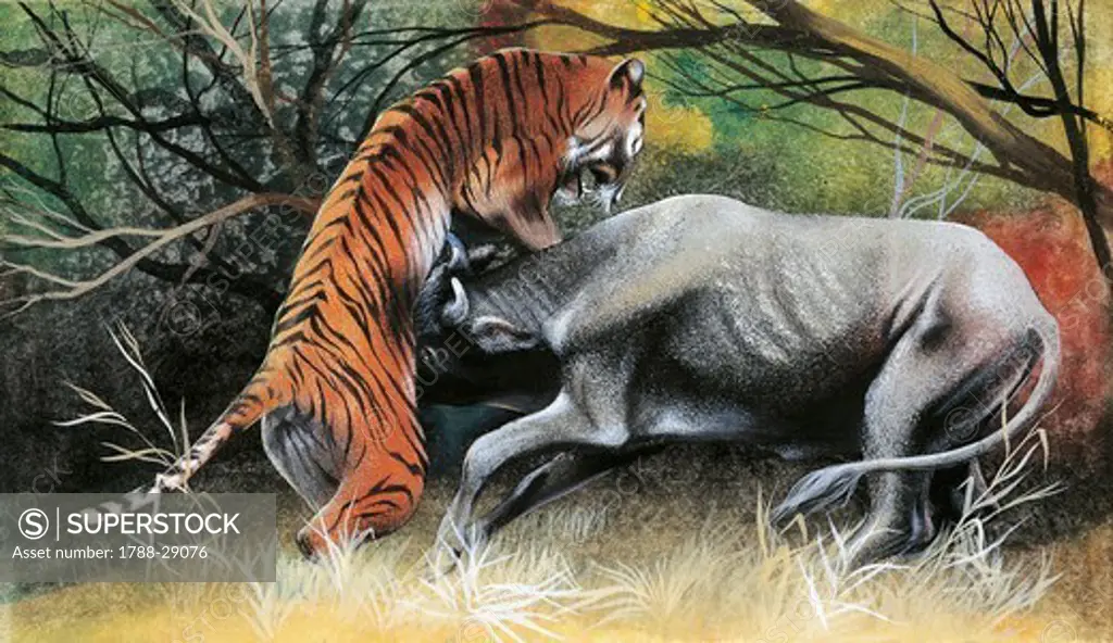Biology - Natural selection: a tiger attacking a bovid. Illustration.