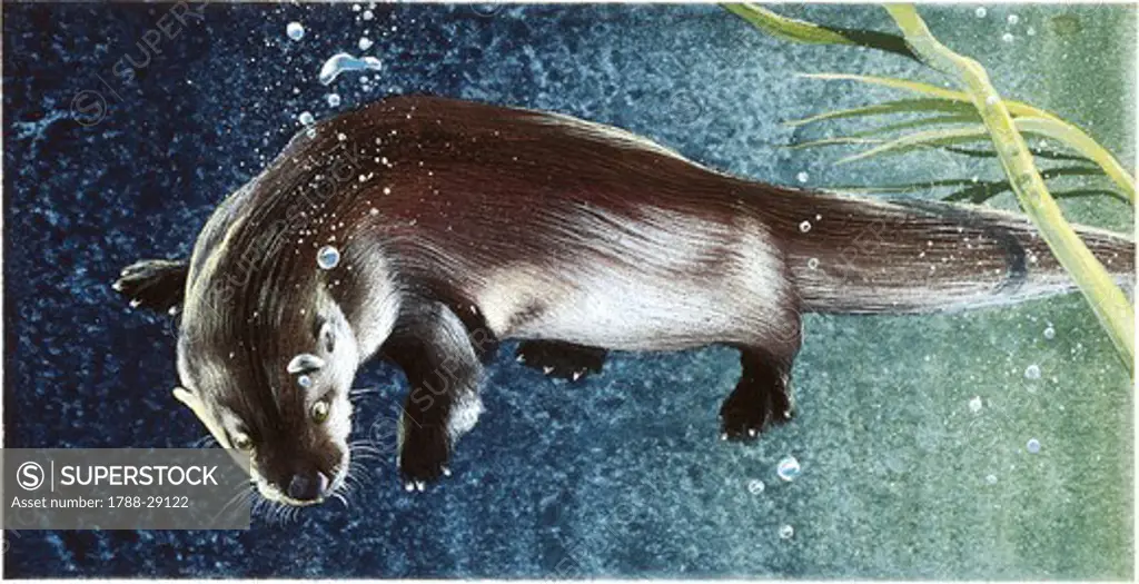 Zoology - Mustelids - European Otter (Lutra lutra), illustration