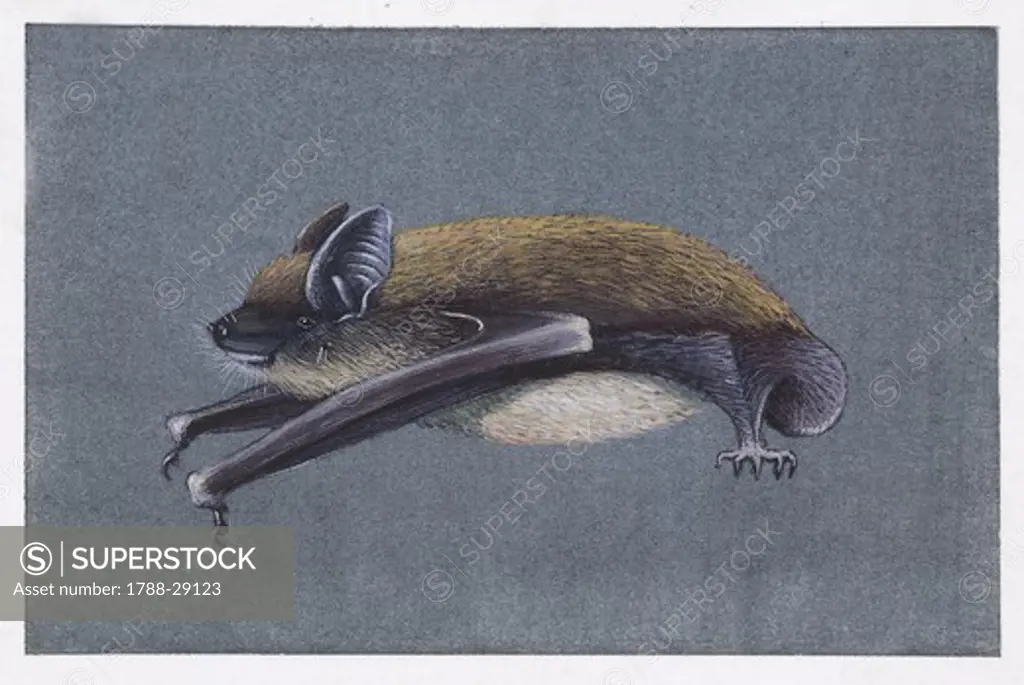 Zoology - Chiroptera (bats) - Common Pipistrelle (Pipistrellus pipistrellus), illustration