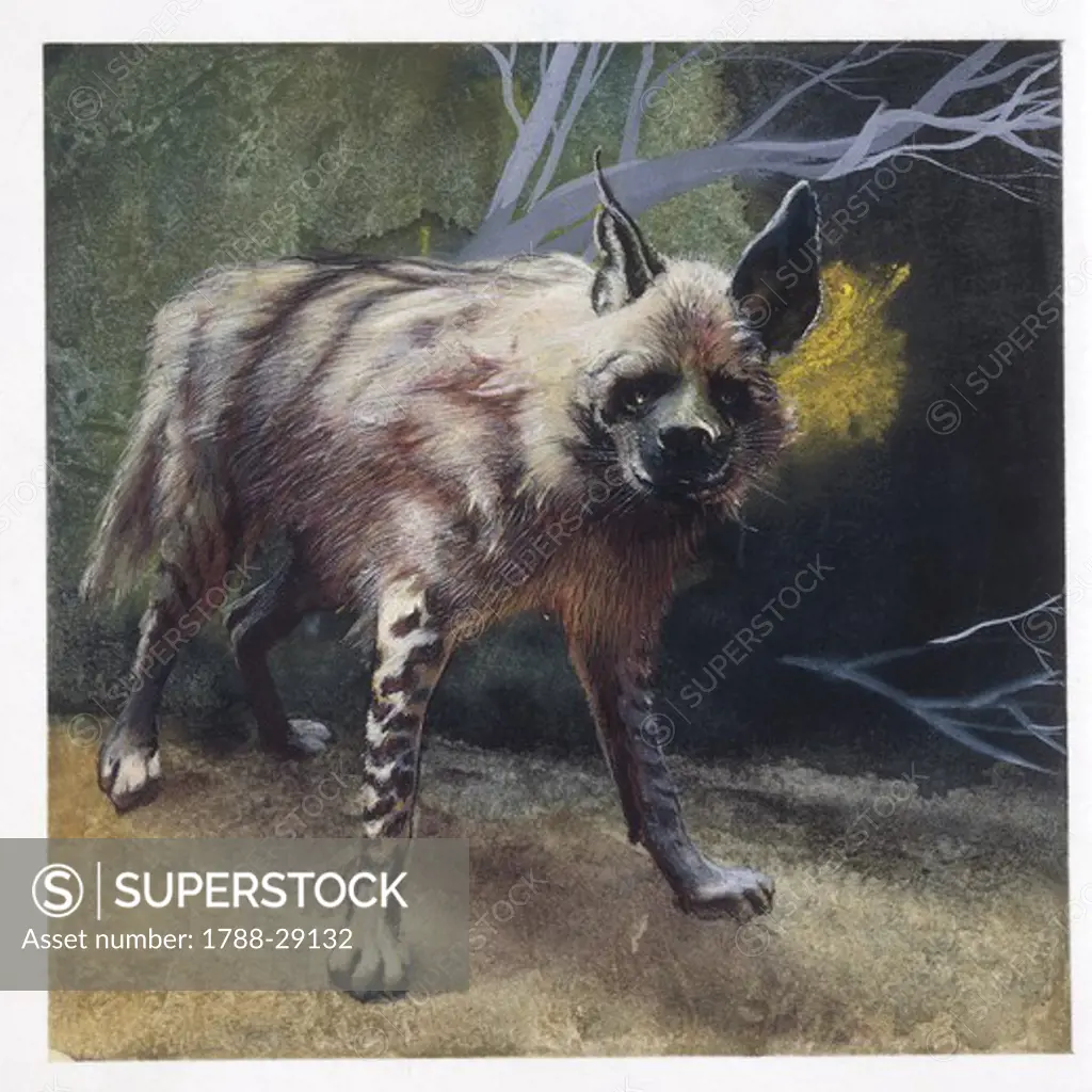 Zoology - Hyaenidae - Striped Hyena (Hyaena hyaena), illustration