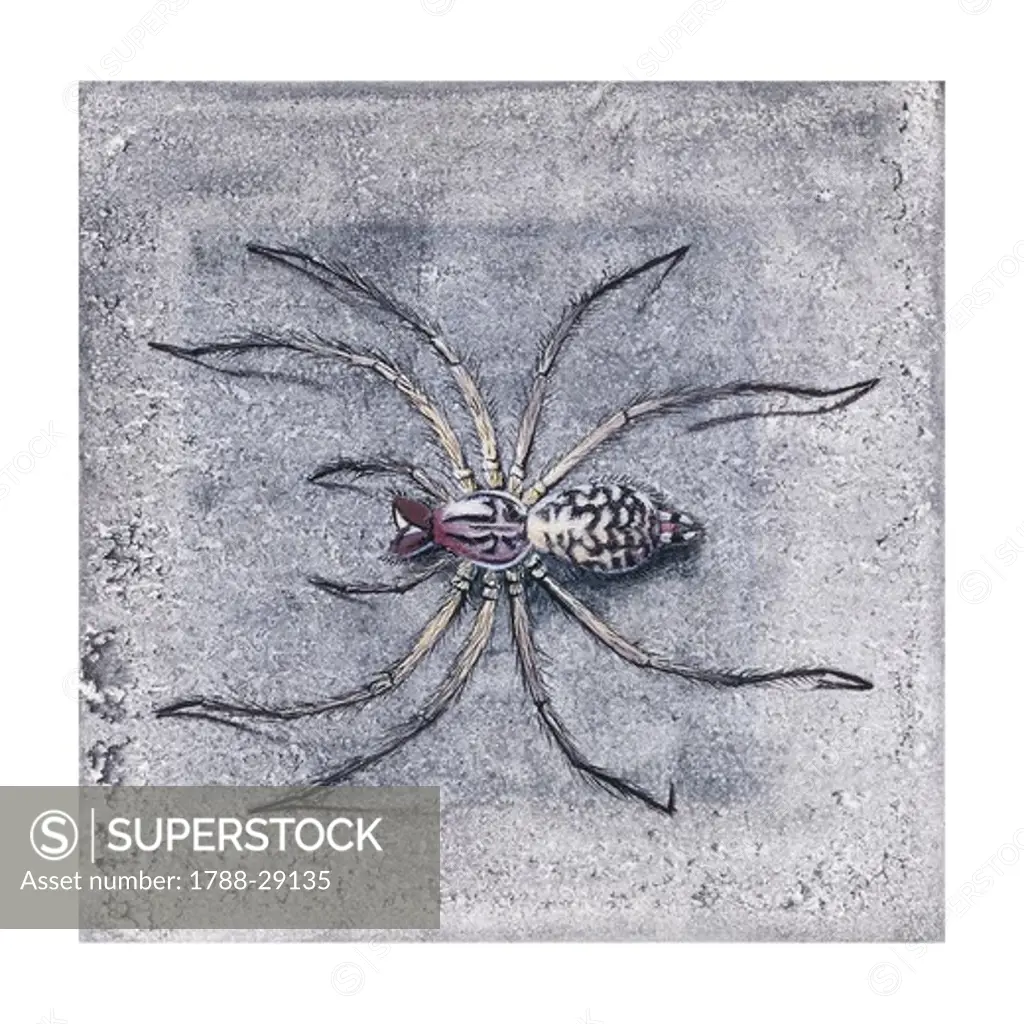 Zoology - Arachnids - Araneidae - Funnel-web spider (tegenaria sp.), illustration
