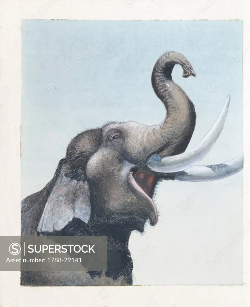 Elephant, illustration  Zoology, Mammals, Proboscidea