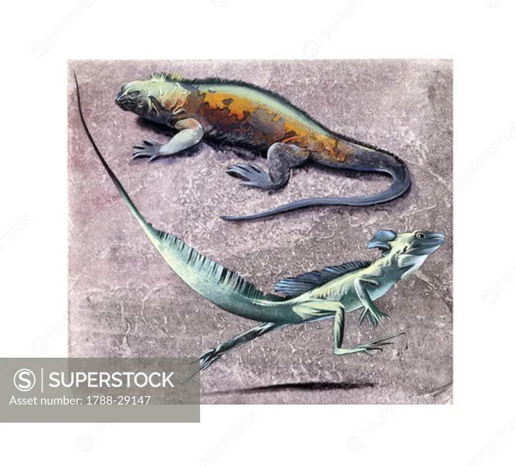 Zoology - Scaled reptiles - Common basilisk (Basiliscus basiliscus) and Flying Dragon (Draco volans)