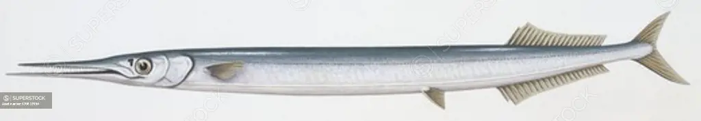 Zoology - Fishes - Beloniformes - Garfish (Belone belone), illustration