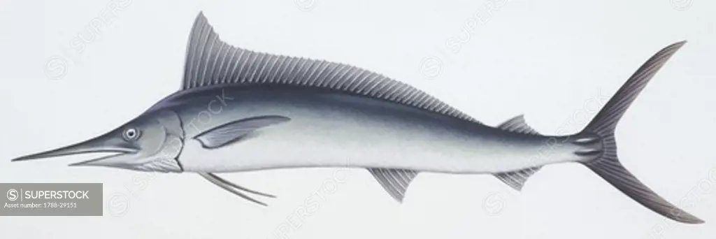 Zoology - Fishes - Beloniformes - Mediterranean spearfish (Tetrapturus belone), illustration