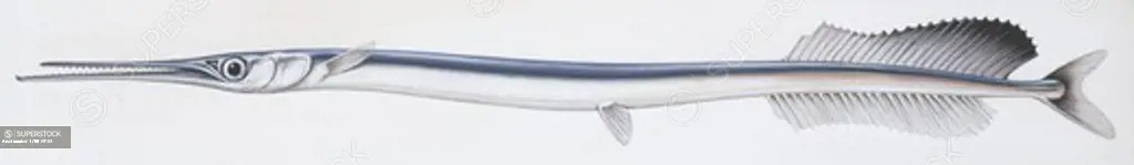 Zoology - Fishes - Beloniformes - Atlantic agujon needlefish (Tylosurus acus), illustration