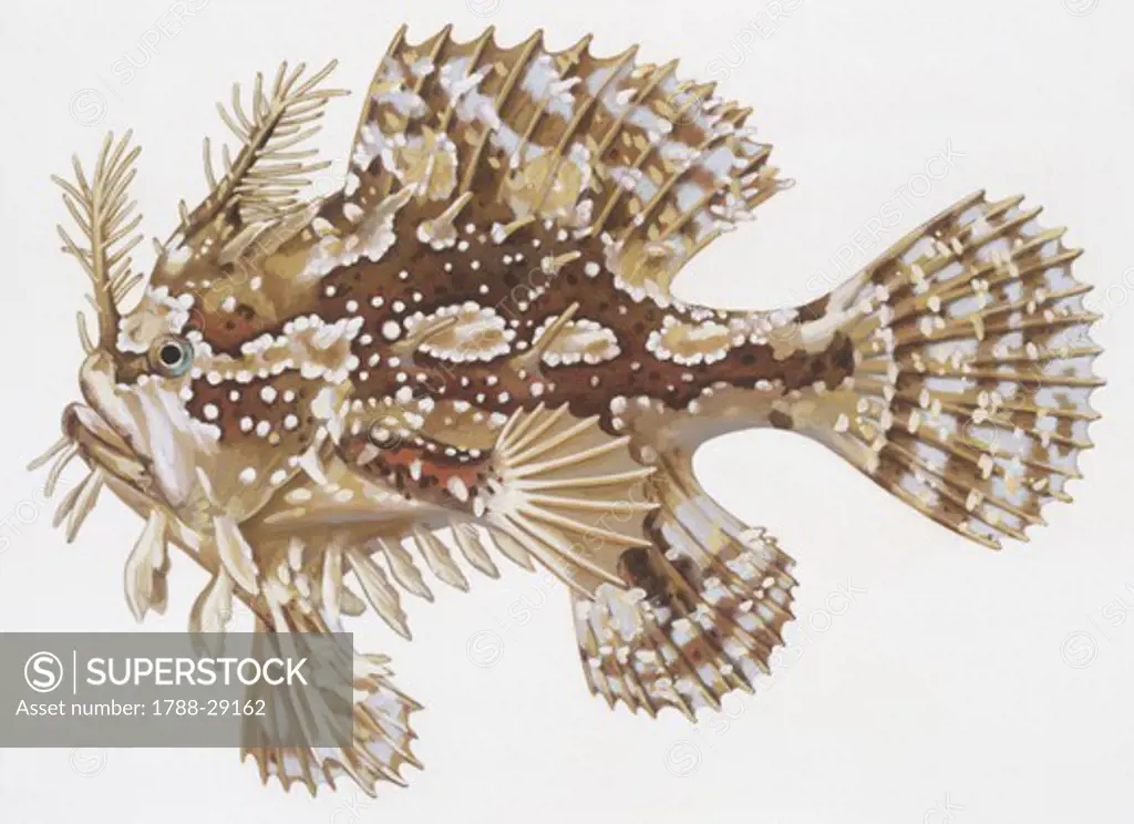 Zoology - Fishes - Lophiiformes (anglerfishes) - Sargassumfish  (Histrio histrio), illustration