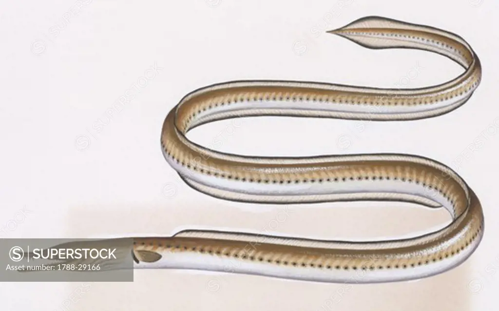 Zoology - Fishes - Anguilliformes (eels and morays) - Serpent eel  (Ophisurus serpens), illustration