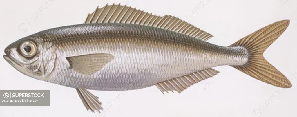 Zoology - Fishes - Perciformes (perch-likes) - Bogue (Boops boops), illustration