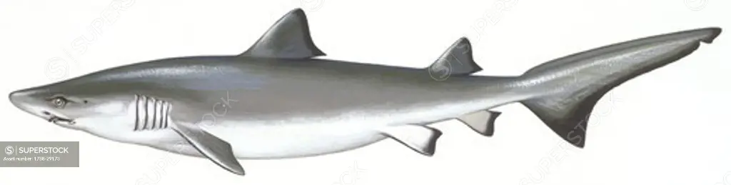Zoology - Fishes - Carcharhiniformes - School shark (Galeorhinus galeus), illustration