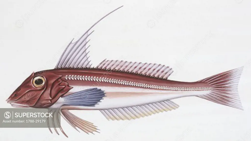 Zoology - Fishes - Triglidae (sea-robins) - Long-finned gurnard (Aspitrigla obscura), illustration