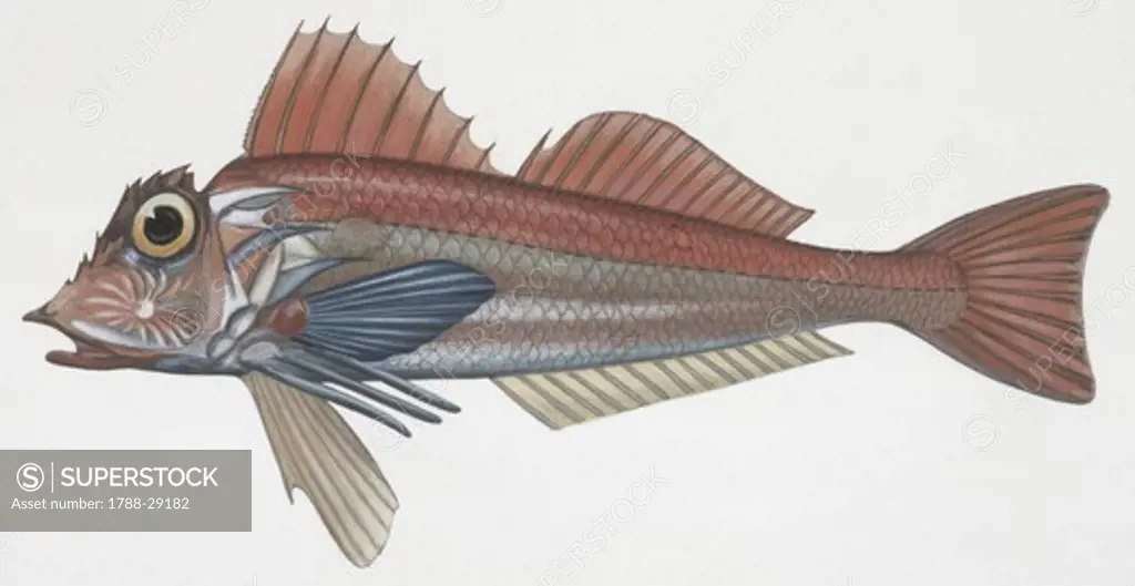 Zoology: Fishes: (Lepidotriglia cavillone), illustration  Biology: Zoology