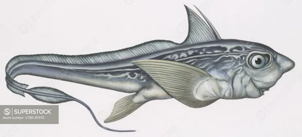 Fishes: Chimaeriformes, Rabbit fish (Chimaera monstrosa), illustration  Biology: Zoology