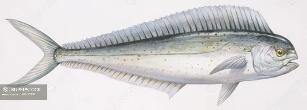 Zoology - Fishes - Perciformes - Coryphaenidae (Dolphinfishes) - Common dolphinfish (Coryphaena hippurus), illustration