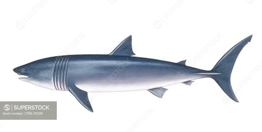 Zoology - Fishes - Squaliformes - Basking shark (Cetorhinus maximus), illustration