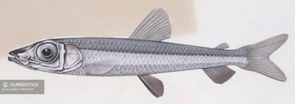Fishes: Osmeriformes, Small-toothed argentine (Glossanodon leioglossus ), illustration  Biology: Zoology