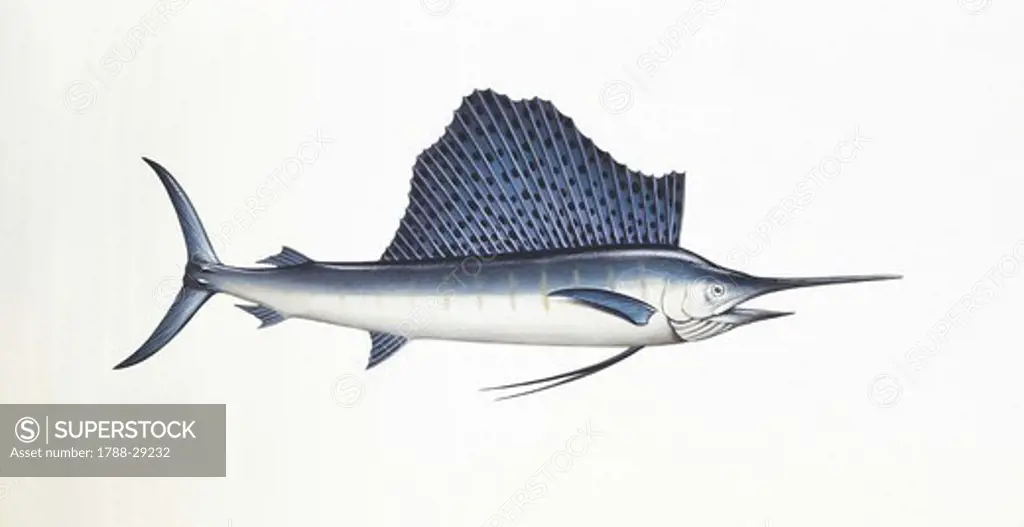 Zoology - Fishes - Perciformes - Indo-Pacific sailfish (Istiophorus platypterus), illustration