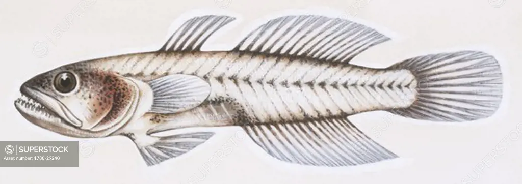 Zoology - Fishes - Perciformes - Gobiidae - Transparent goby (Aphia minuta), illustration