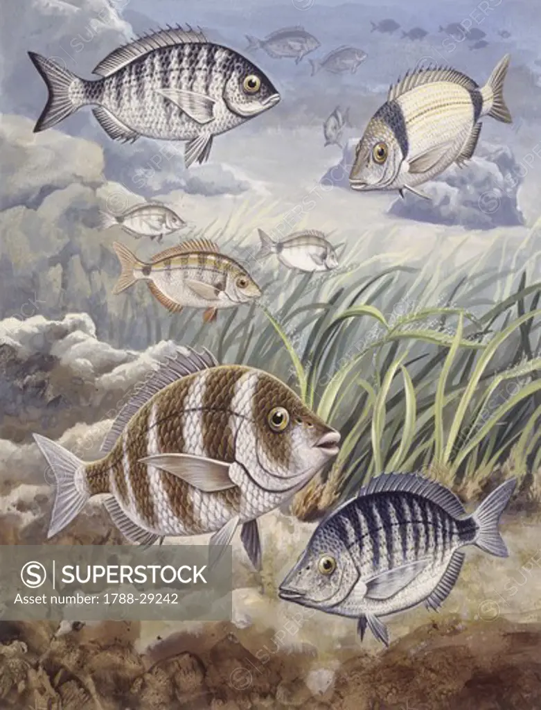 Zoology - Fishes - Perciformes - Sparidae - Different examples of genus Diplodus, illustration