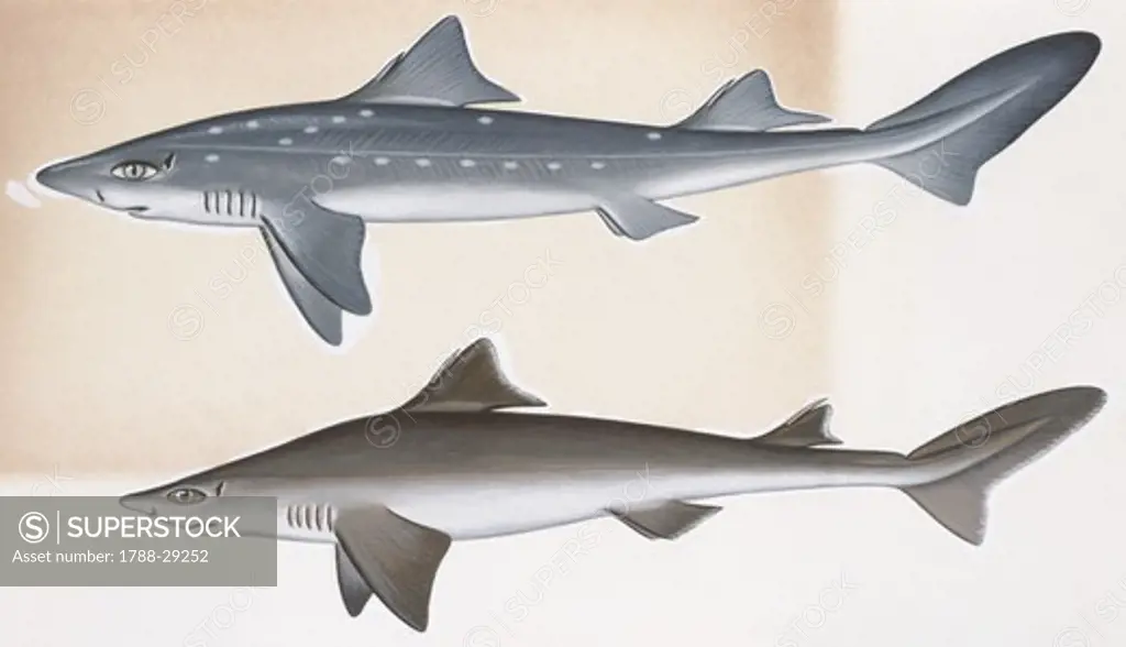 Zoology - Fishes - Squaliformes - Squalidae - Piked dogfish (Squalus acanthias) and Spiny dogfish (Squalus fernandinus)