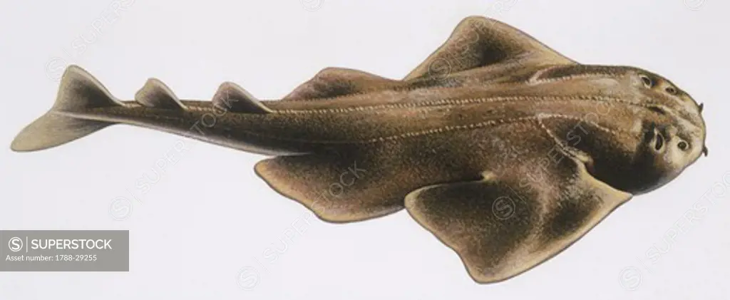 Zoology - Fishes - Squatiniformes - Squatinidae - Angelshark (Squatina squatina), illustration